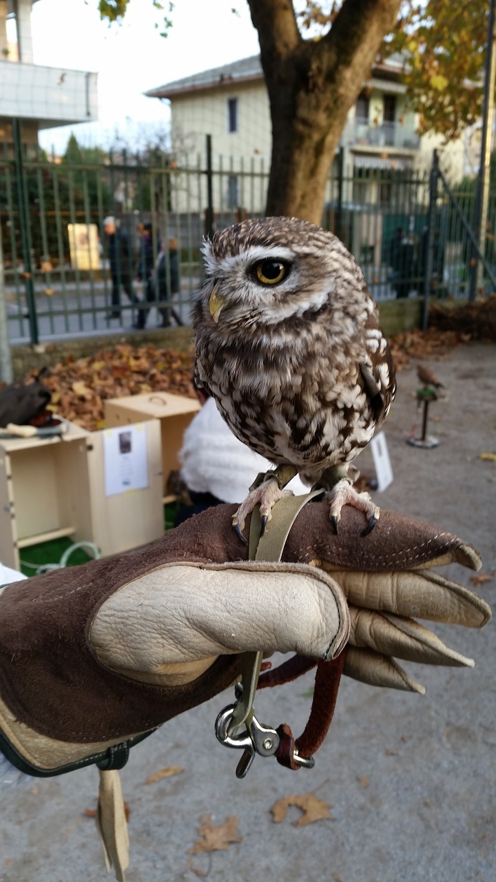 owl bird nature free photo