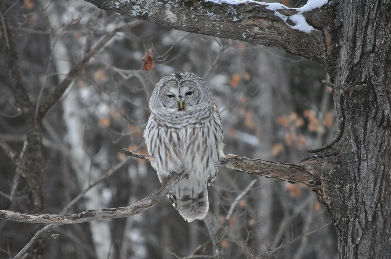 owl winter bird free photo