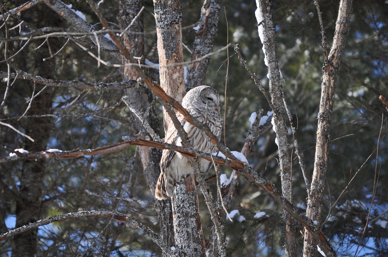 owl tree bird free photo