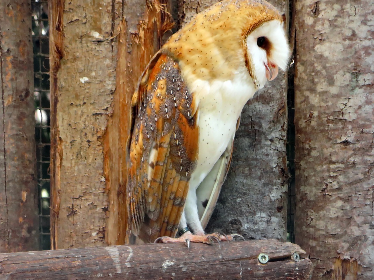 owl scares lady-white free photo