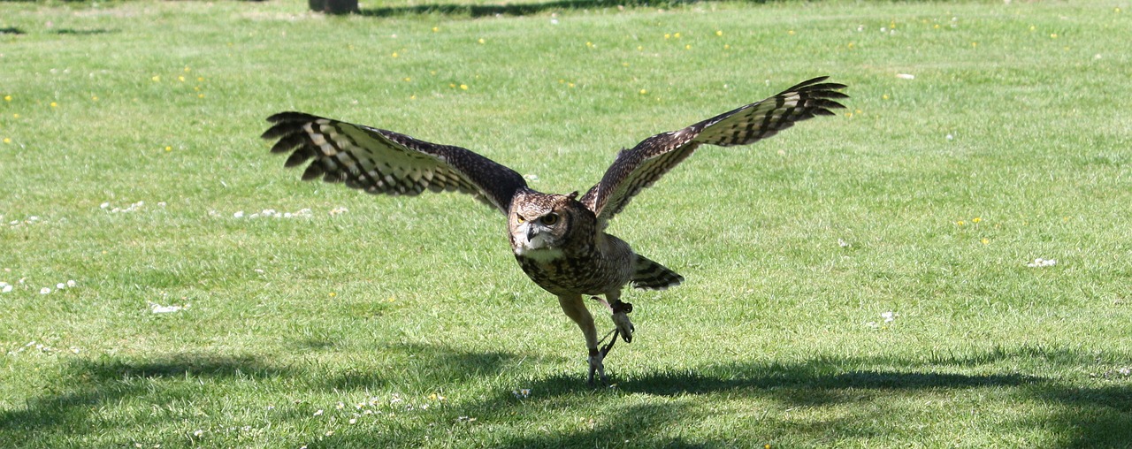 owl flying bird free photo