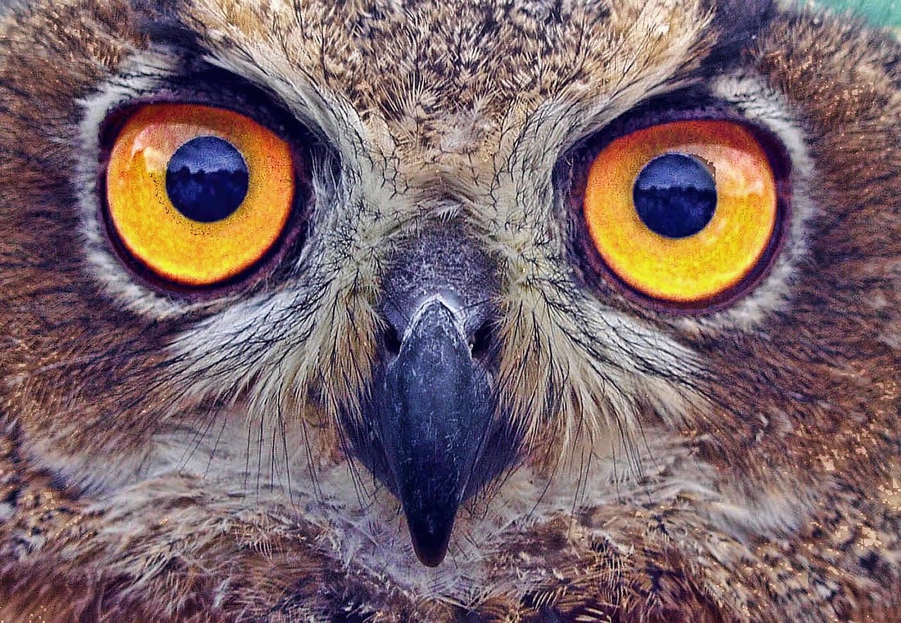 owl eyes stare free photo