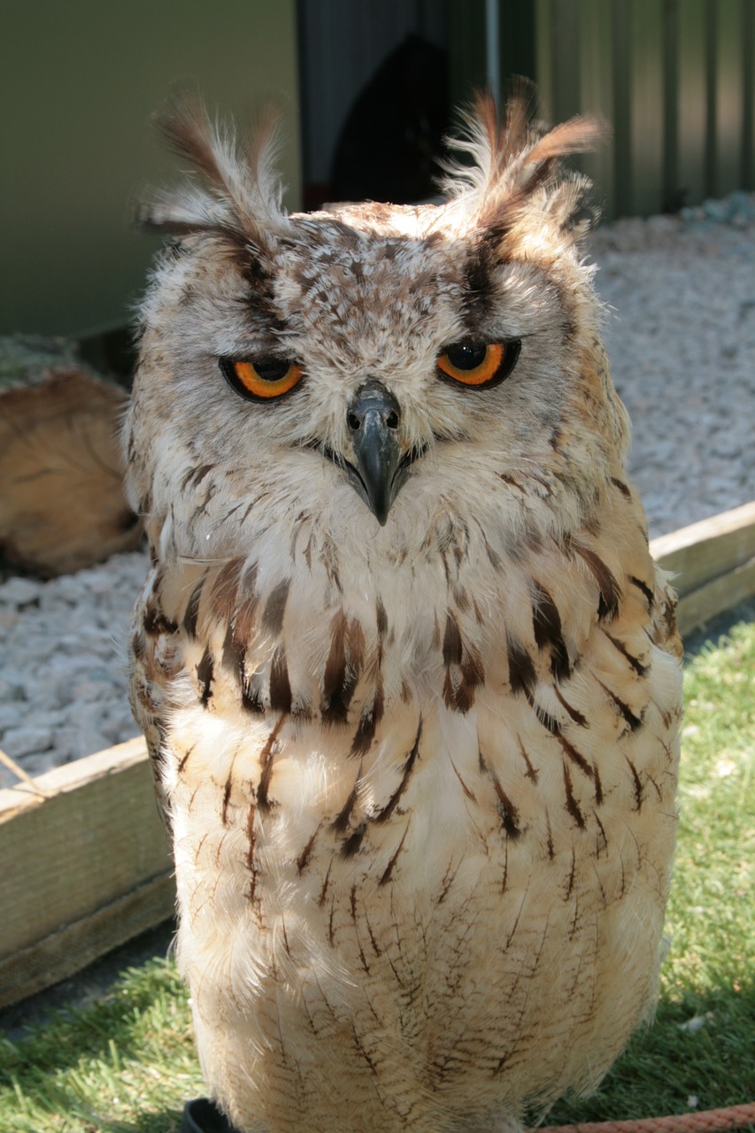 owl bird of prey predator free photo