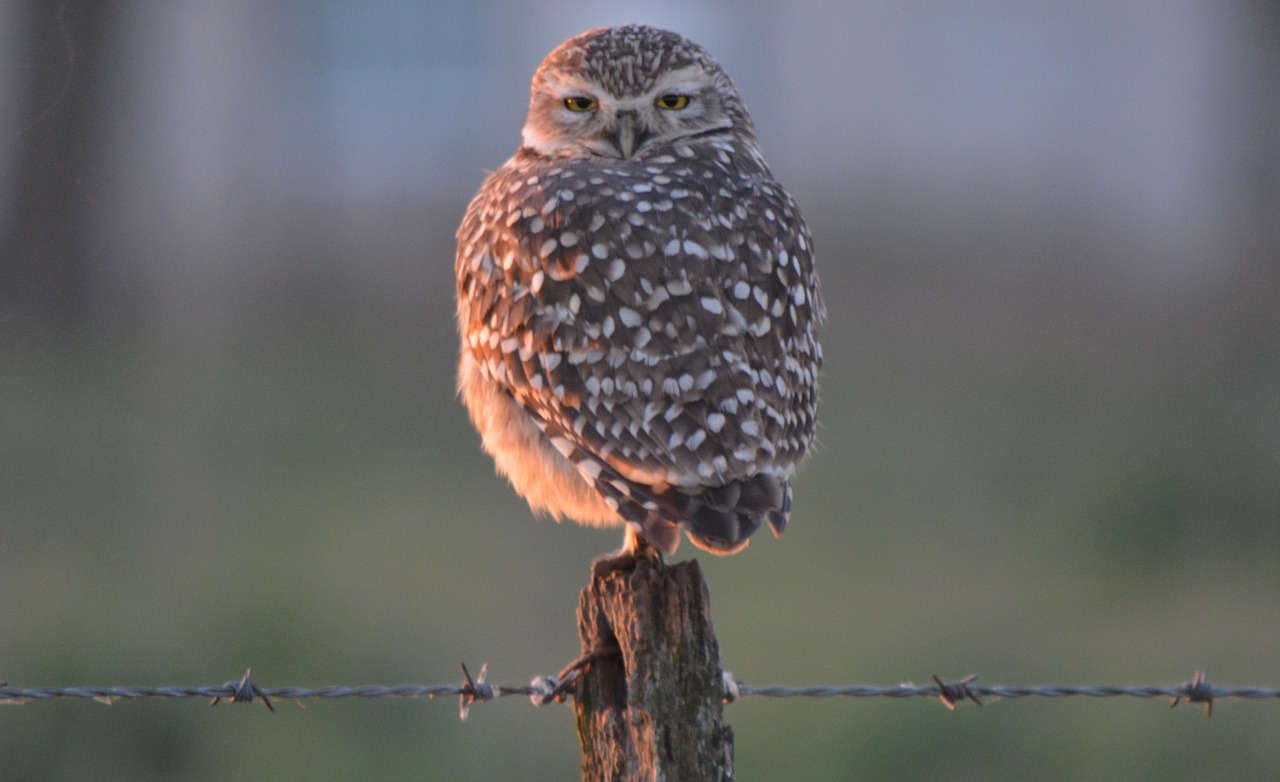 owl field ave free photo