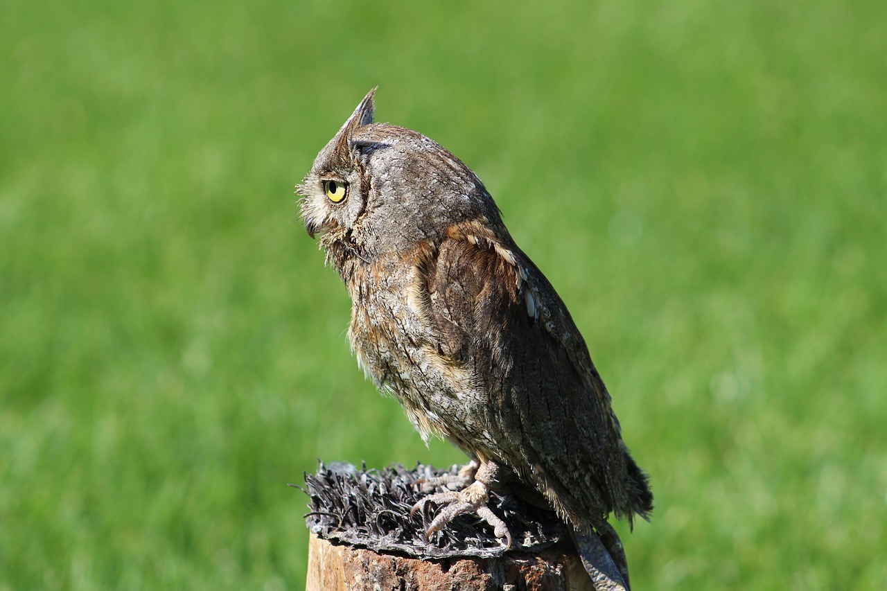 owl animal priroda free photo