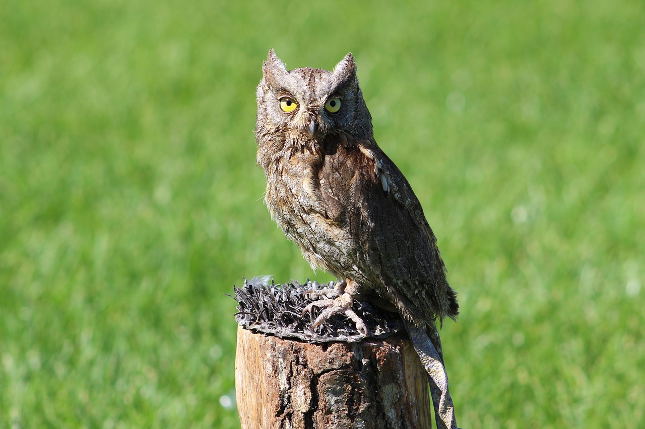 owl animal priroda free photo