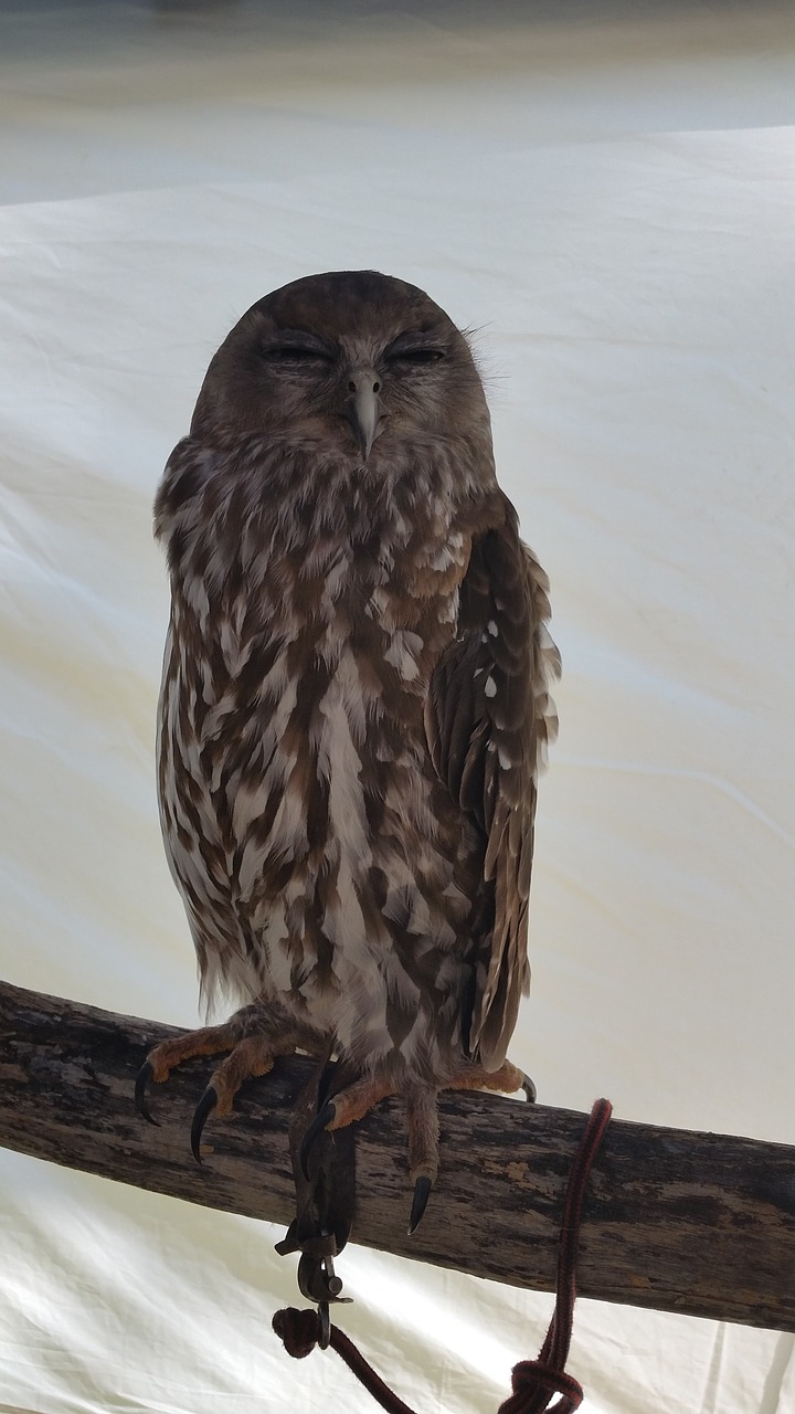 owl brownowl sleepingowl free photo