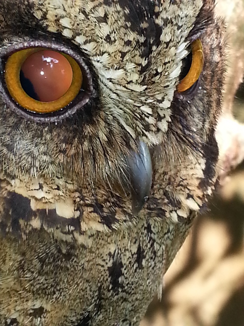 owl brownowl bigeyes free photo