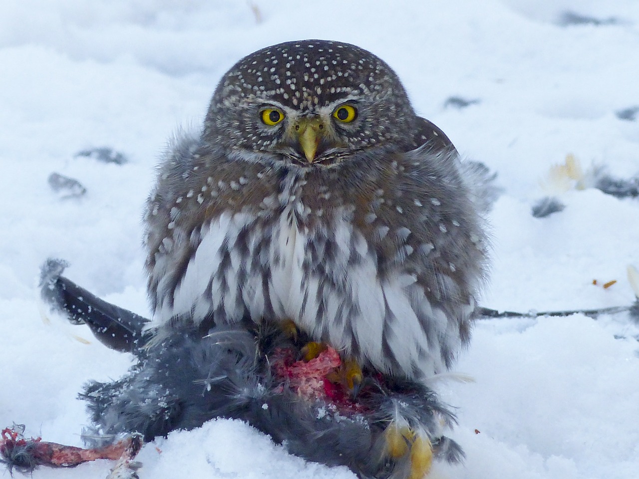 owl young animal free photo