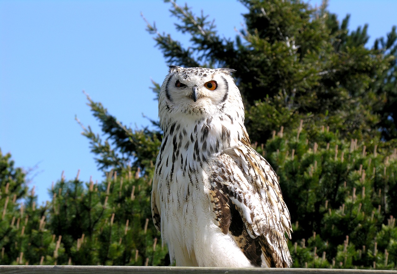 owl snowy hunter free photo