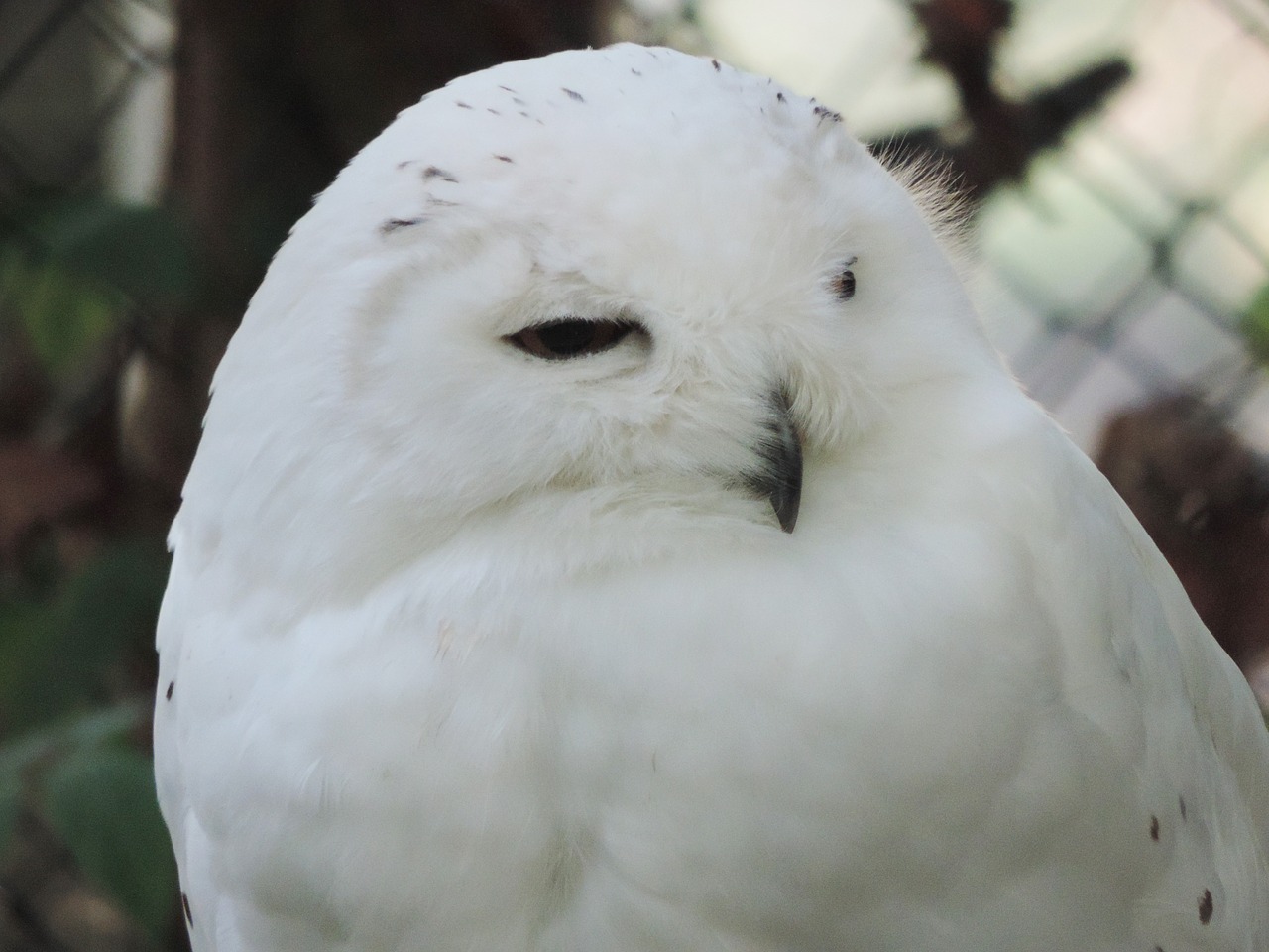 owl snow owl white free photo