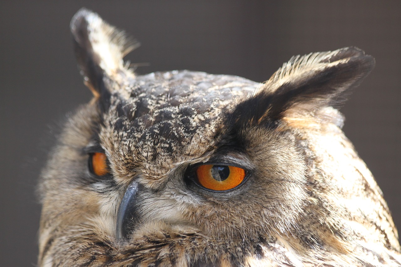 owl screech-owl up-close free photo