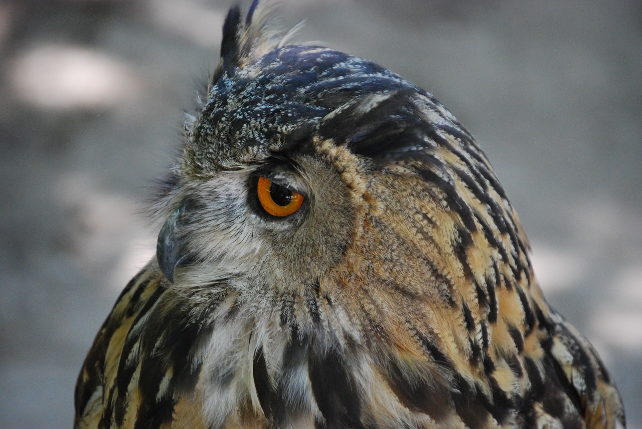 owl ave bird of prey free photo