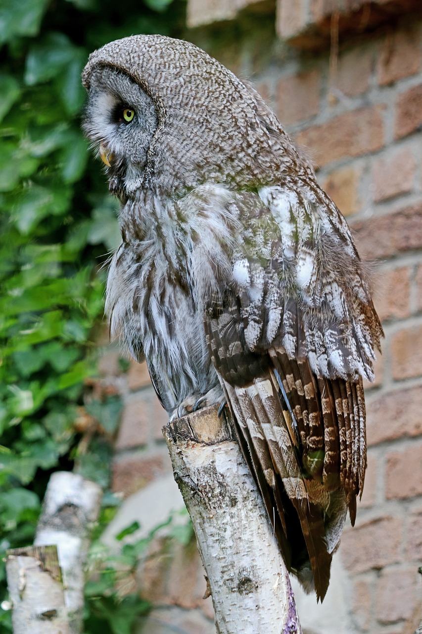 owl waldeule bird free photo