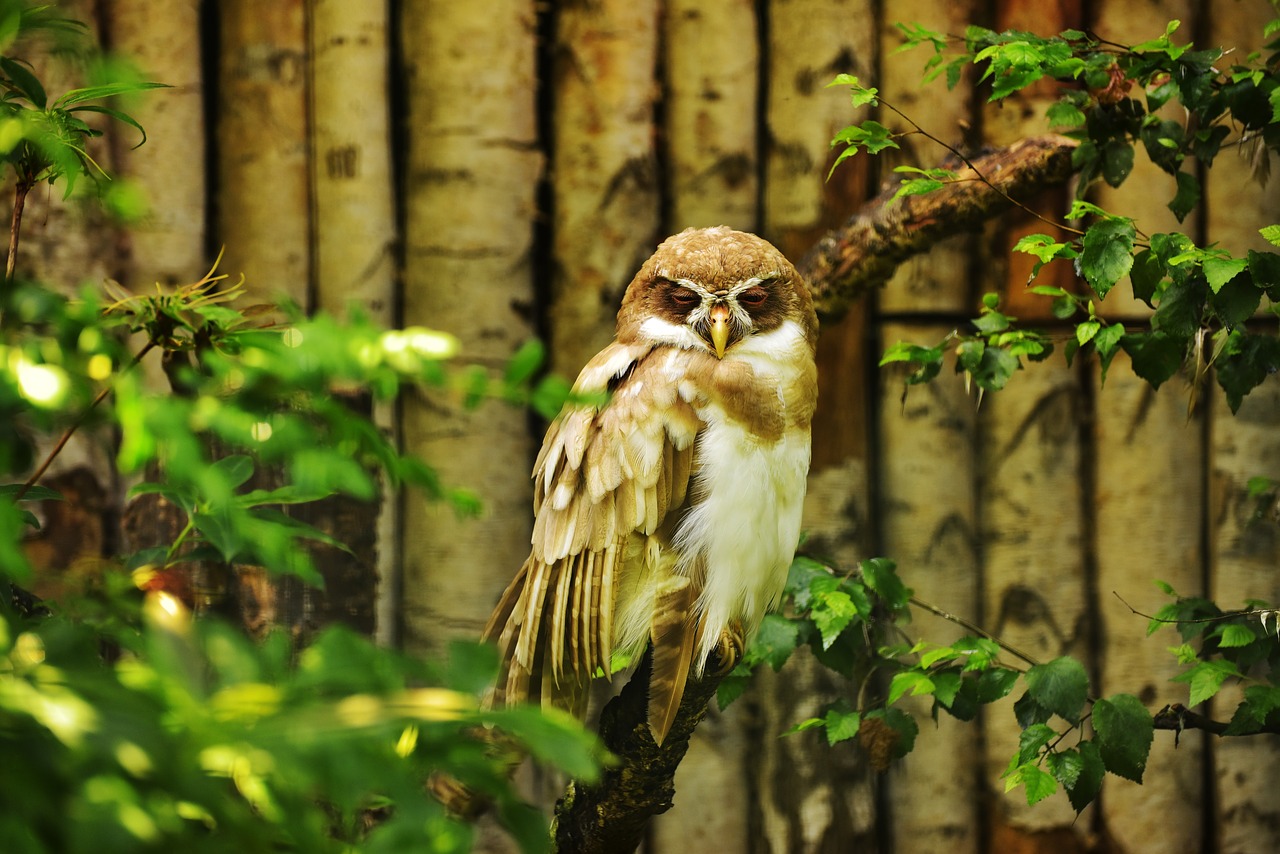 owl bird feather free photo