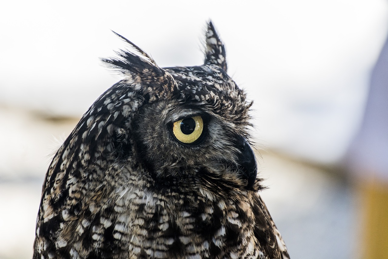 owl night predator eared owl free photo