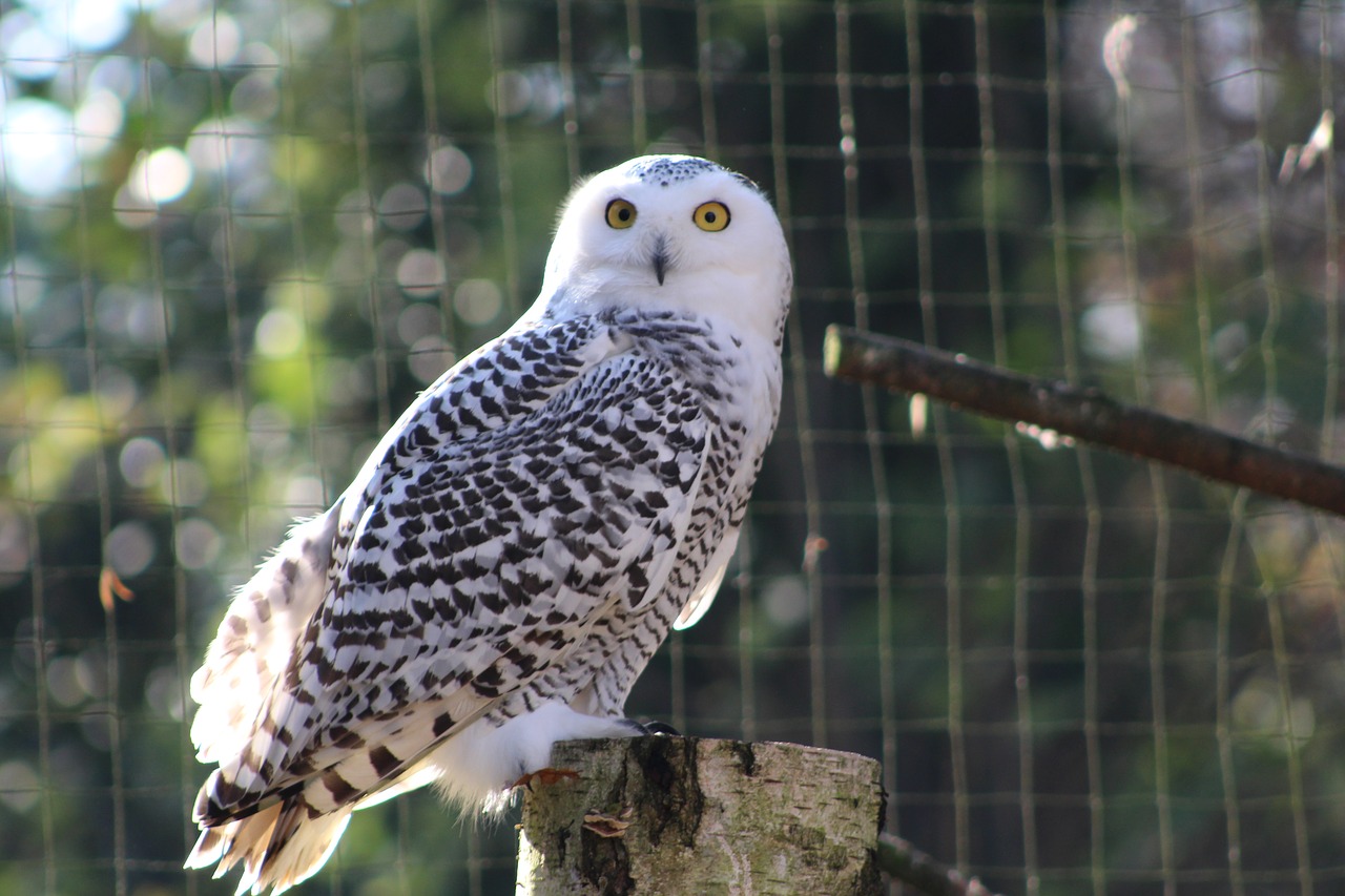 owl zoo bird free photo