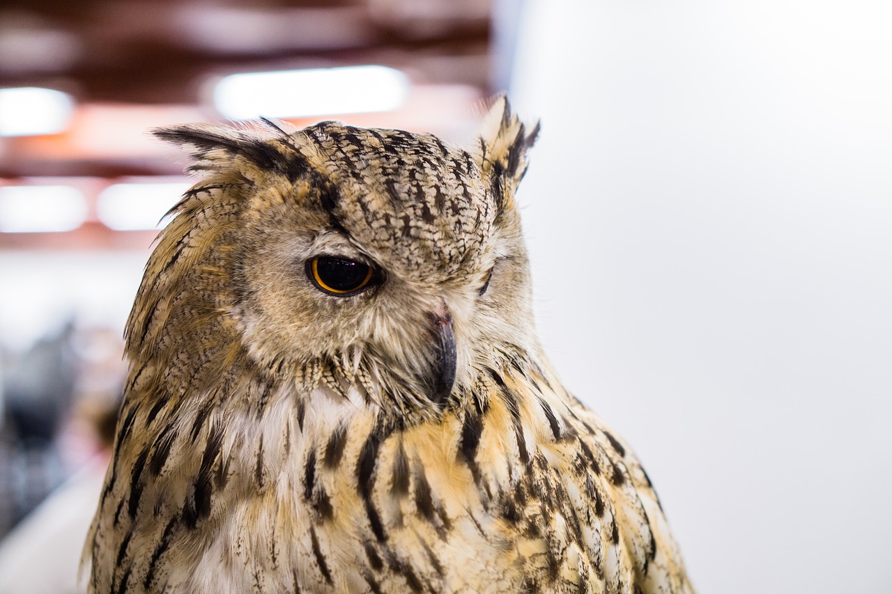 owl big eye free photo