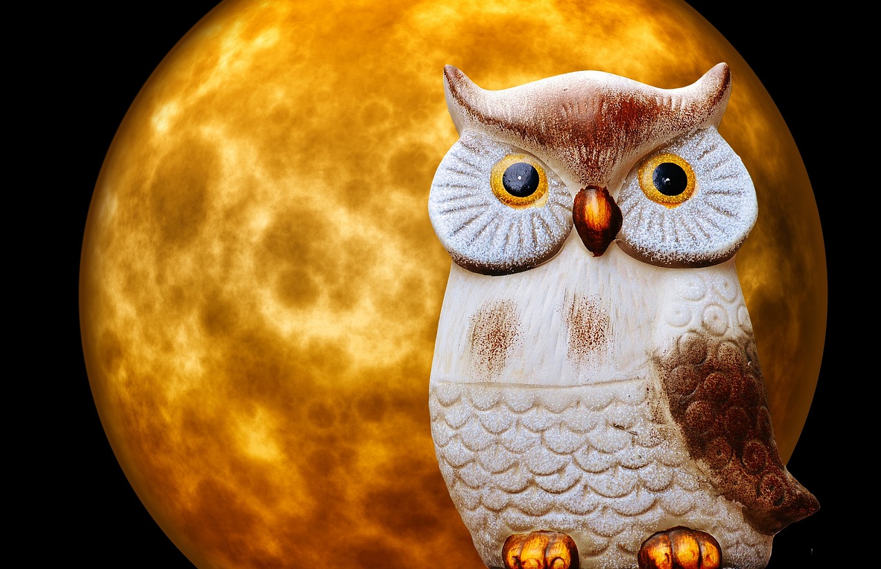 owl moon moonlight free photo