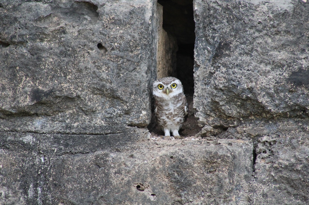 owl stone bird free photo
