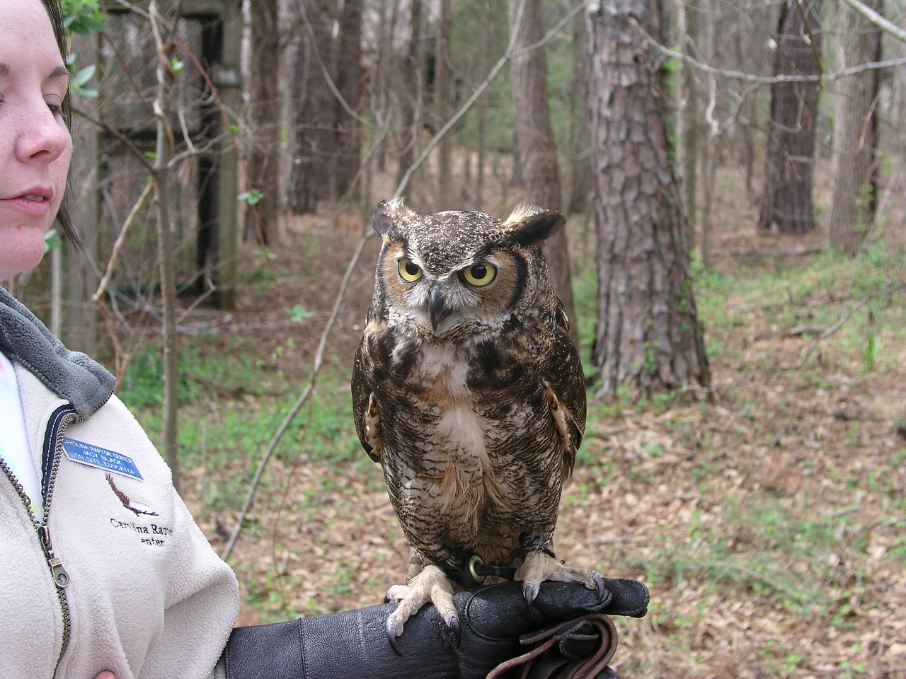 owl bird feather free photo