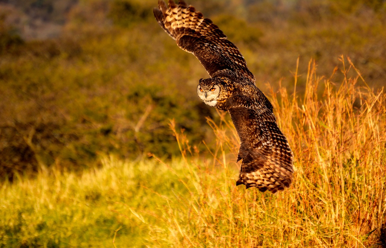 owl bird wildlife free photo