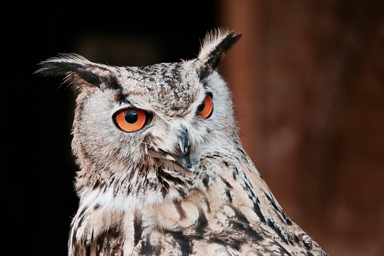 owl bird animal free photo