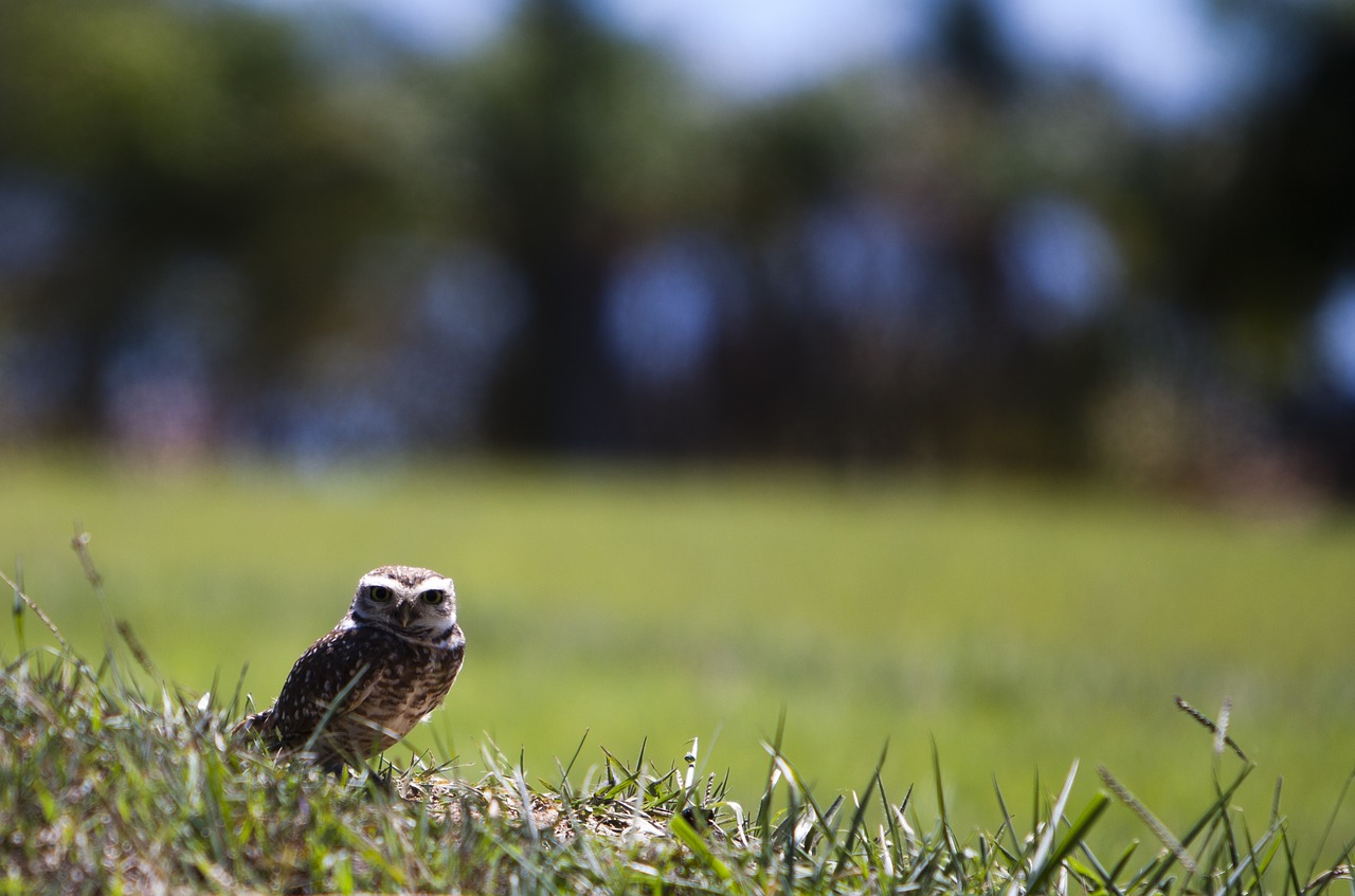 owl field animal free photo