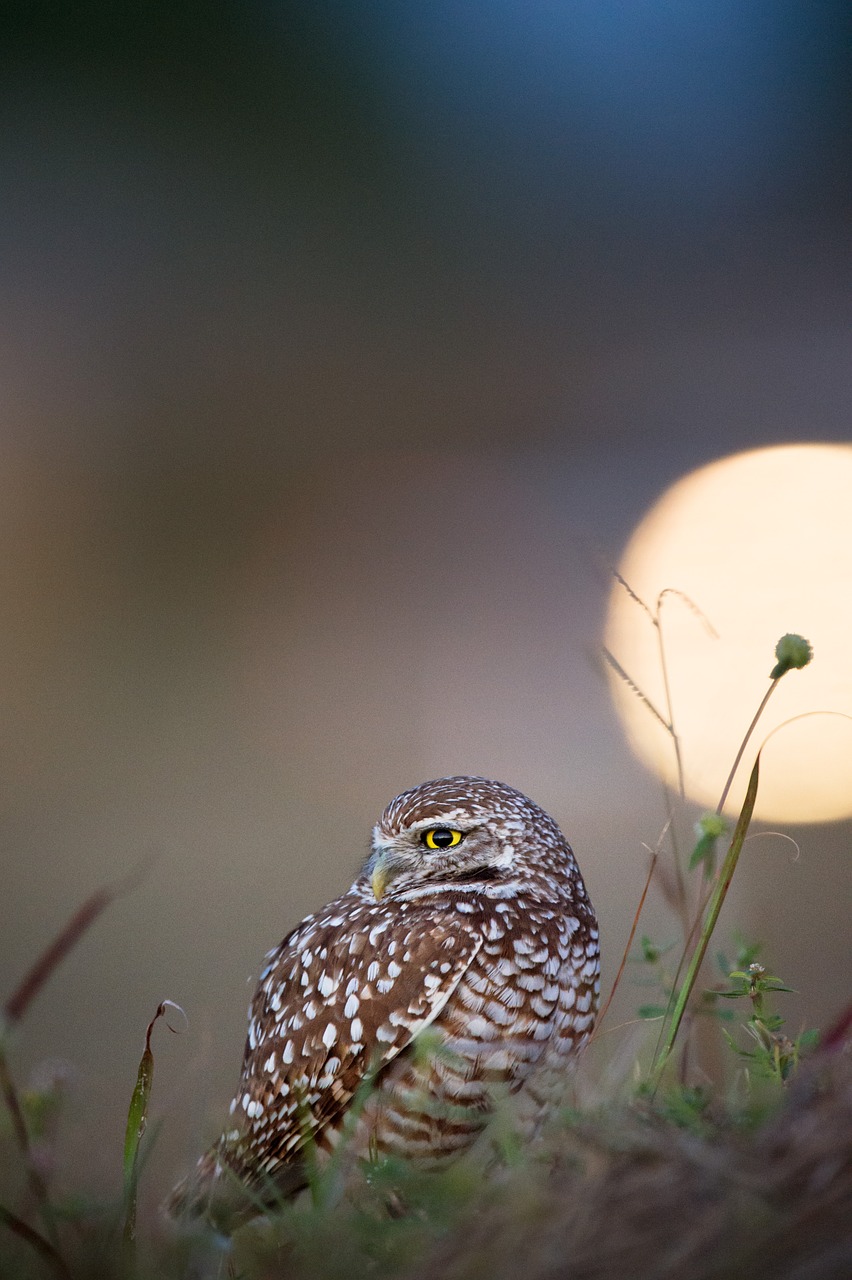 owl bird animal free photo