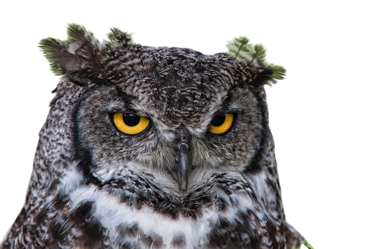 owl grand duke png free photo