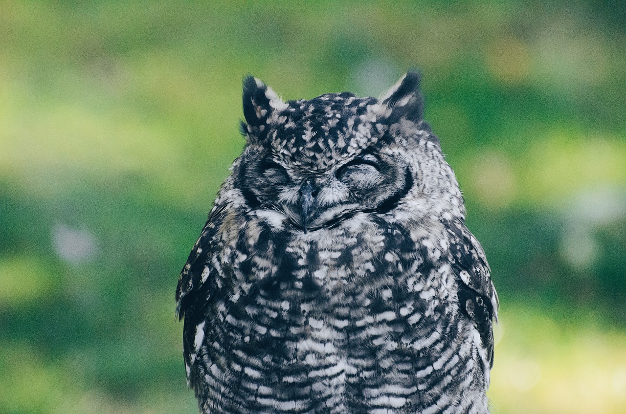 owl bird sleep free photo