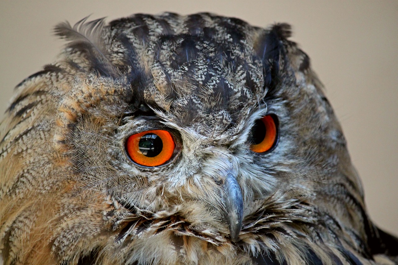 owl eagle owl bird free photo