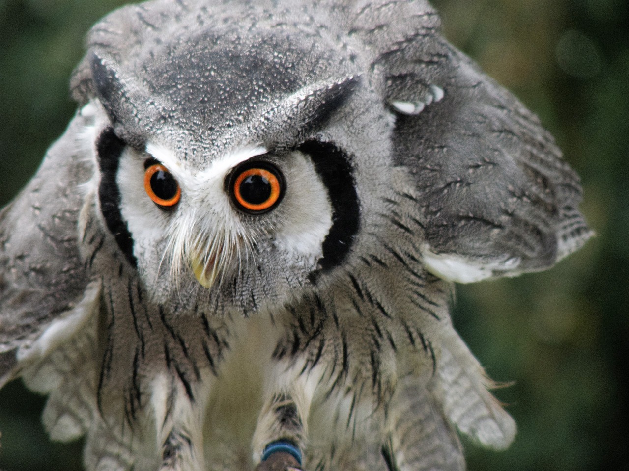 owl bird raptor free photo