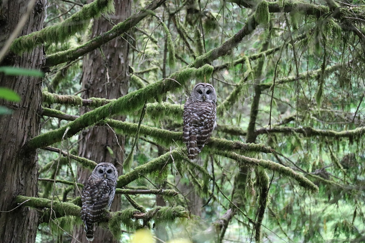 owl oregon tree free photo