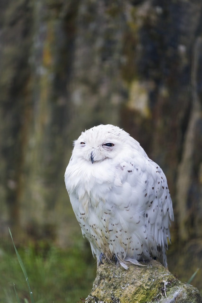 owl snowy owl snow owl free photo