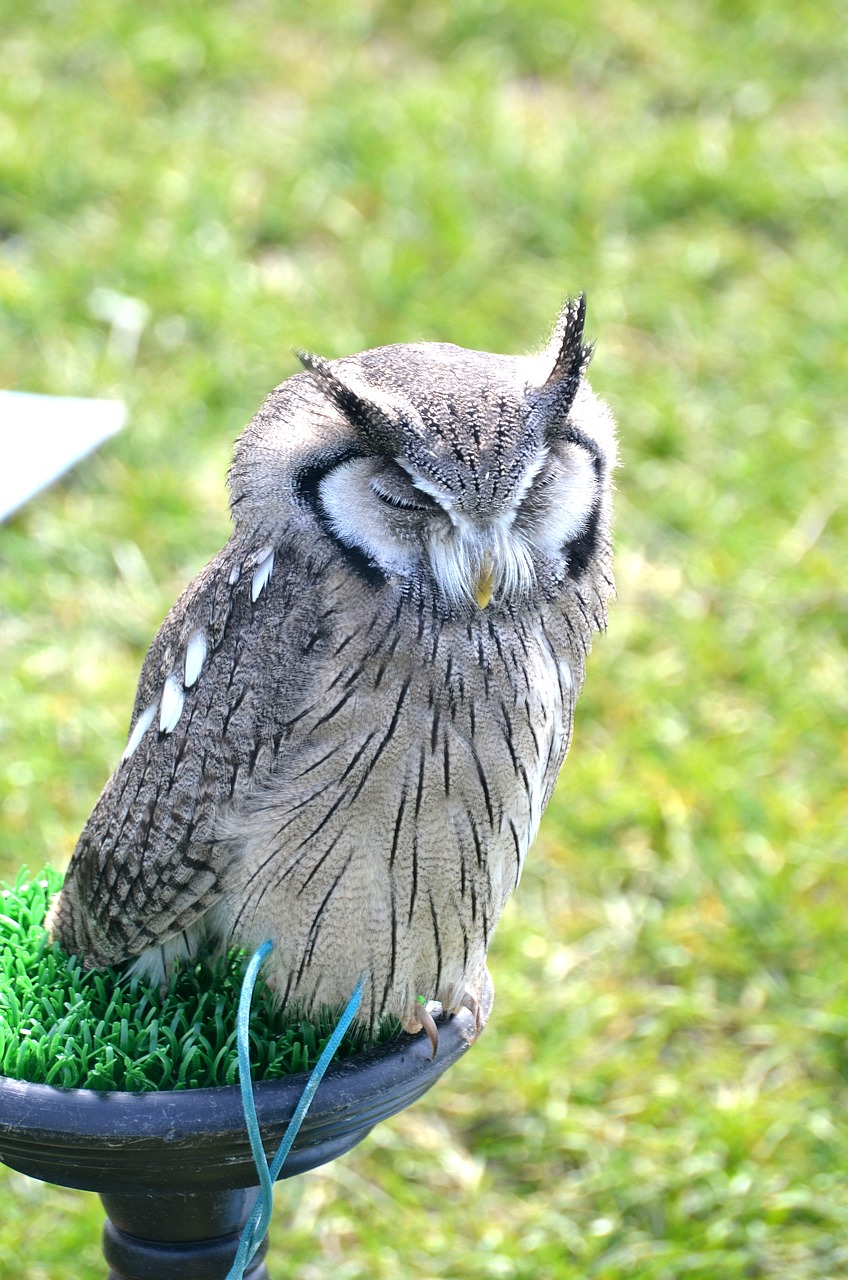 owl nature bird of prey free photo