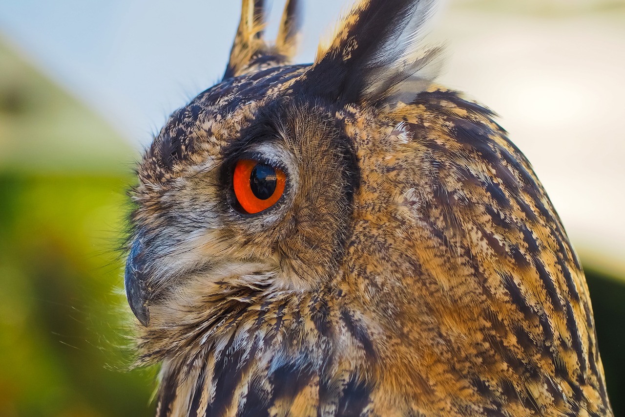 owl bird feather free photo
