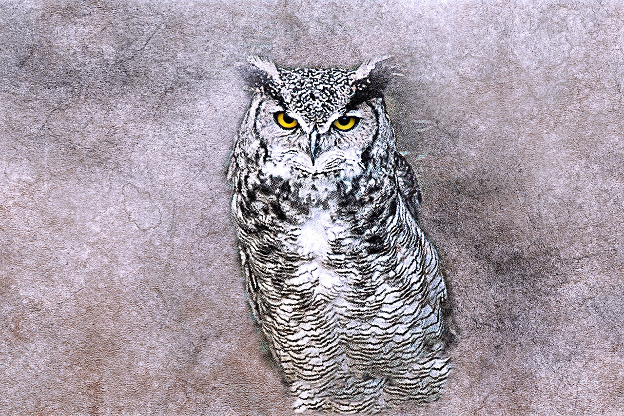 owl bird art free photo