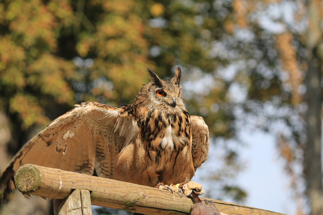 owl bird raptor free photo