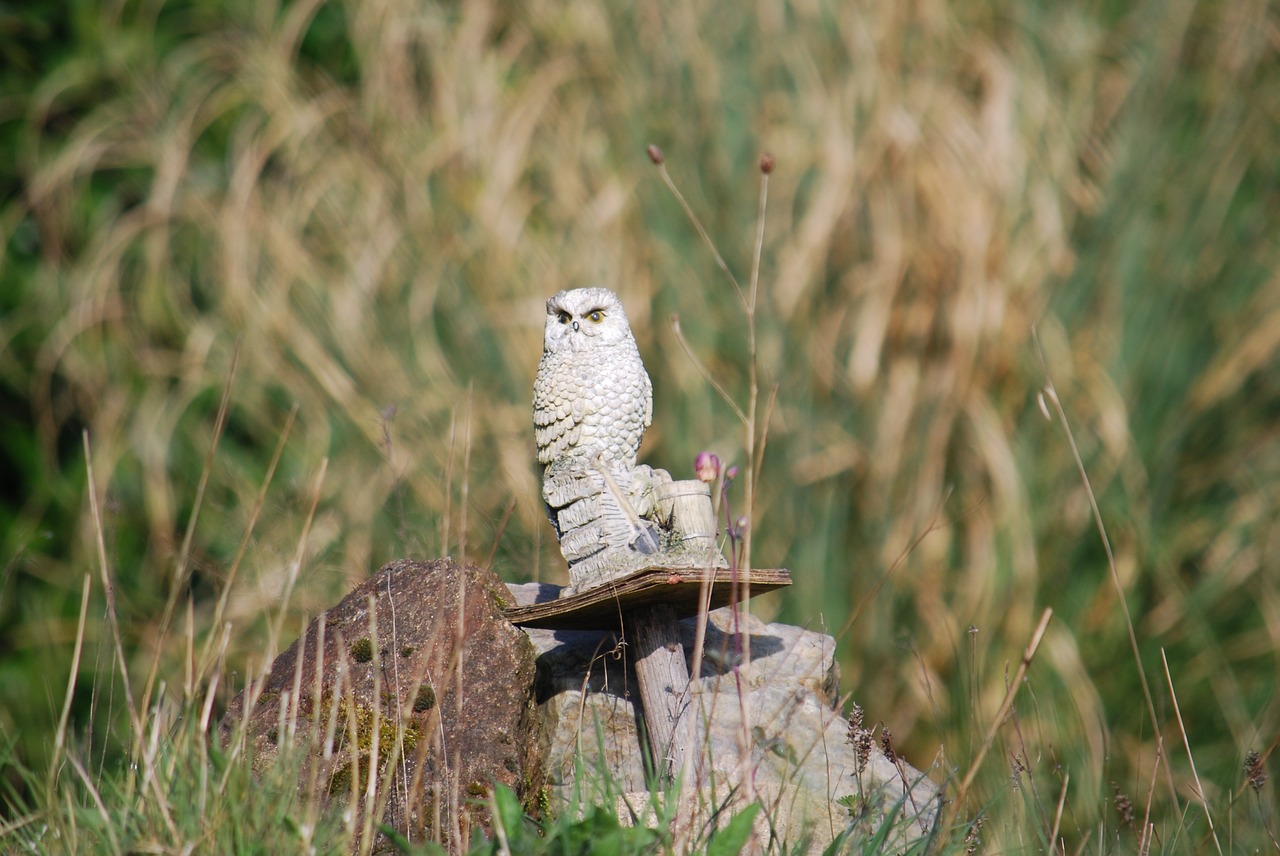 owl statue macro free photo