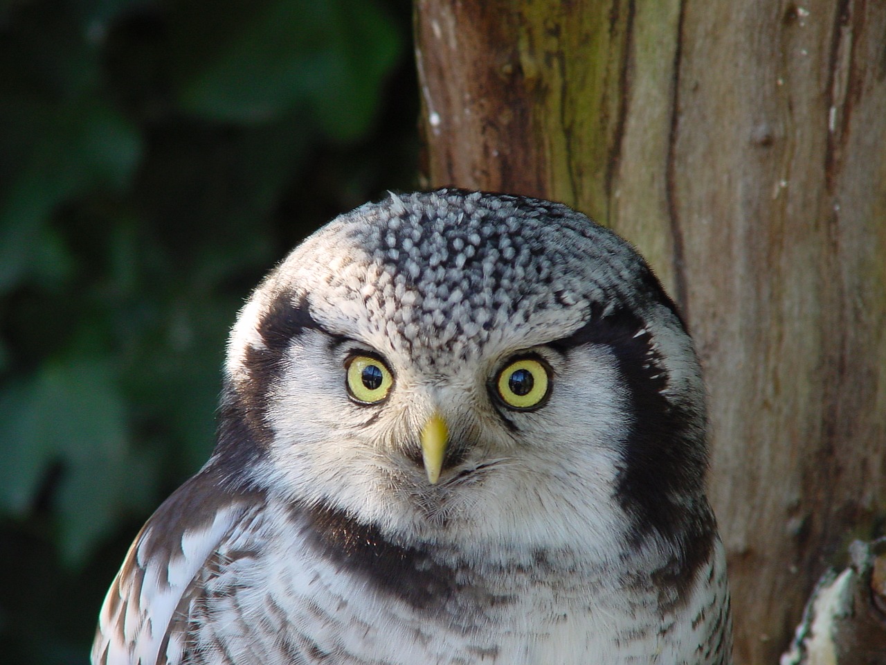 owl eyes birds free photo