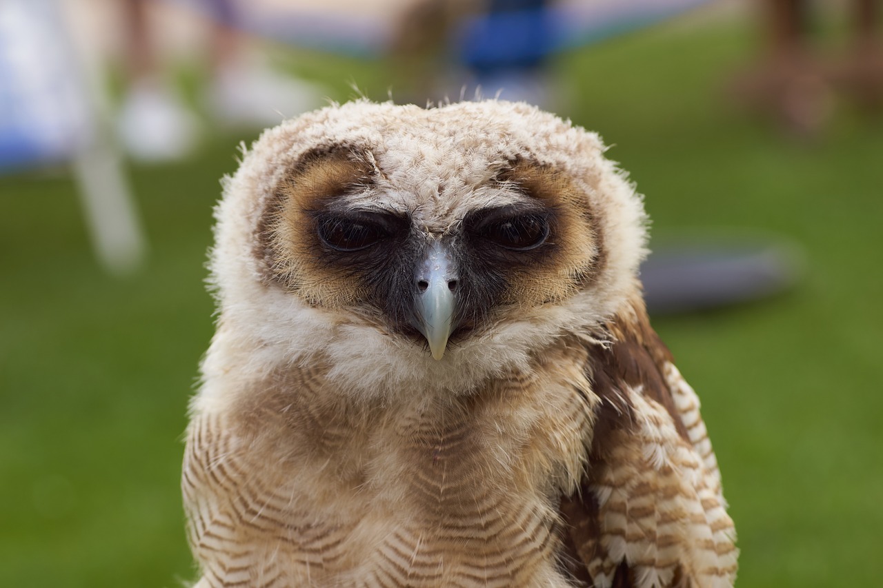 owl bird nature free photo