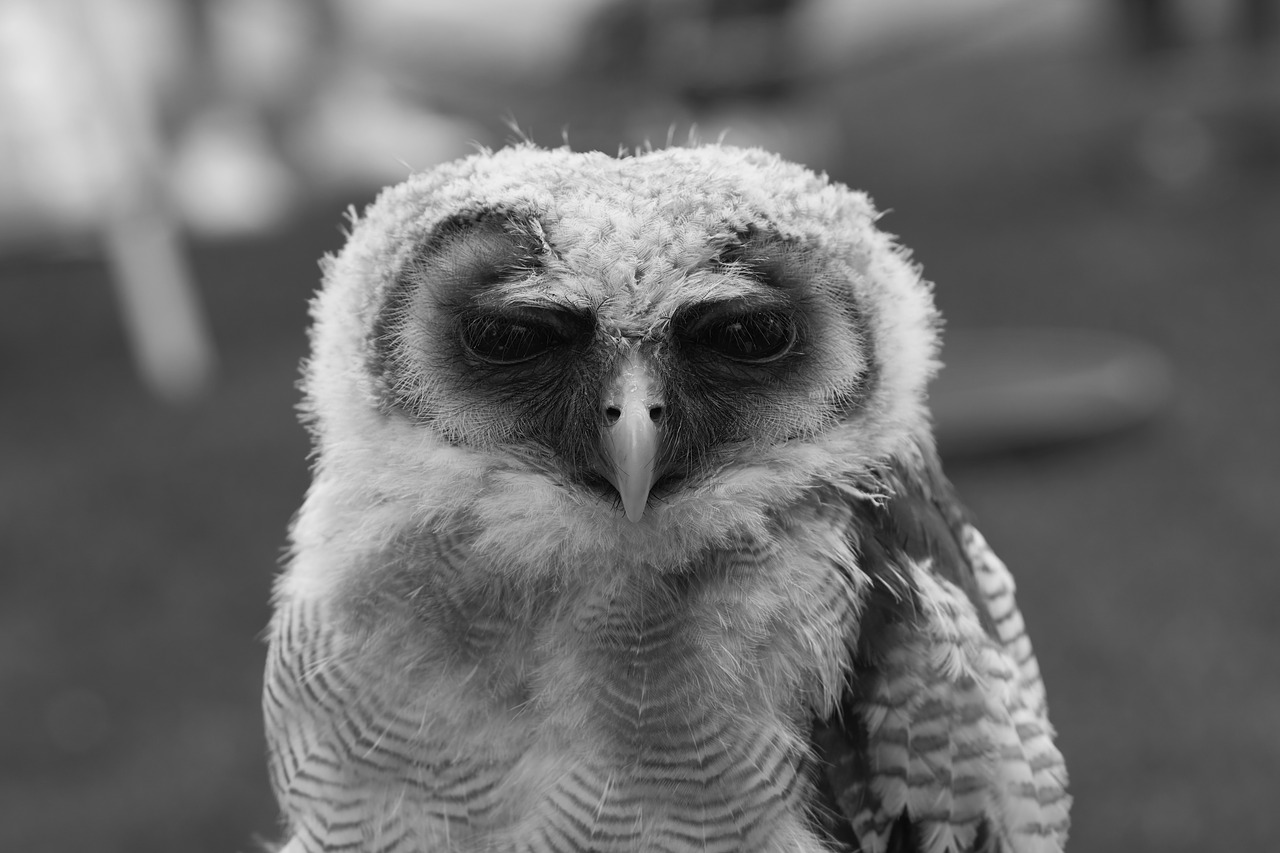 owl nature animal free photo