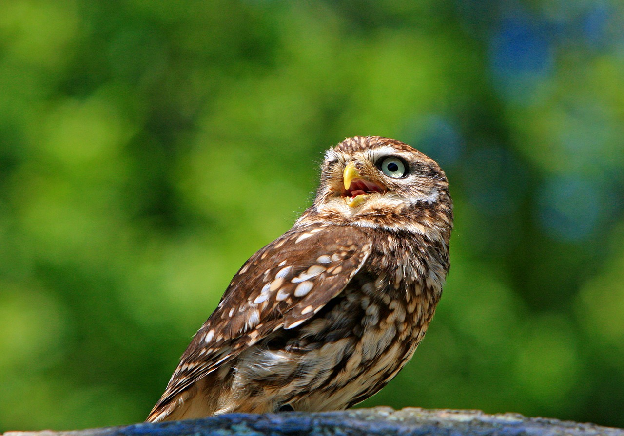 owl little owl bird free photo