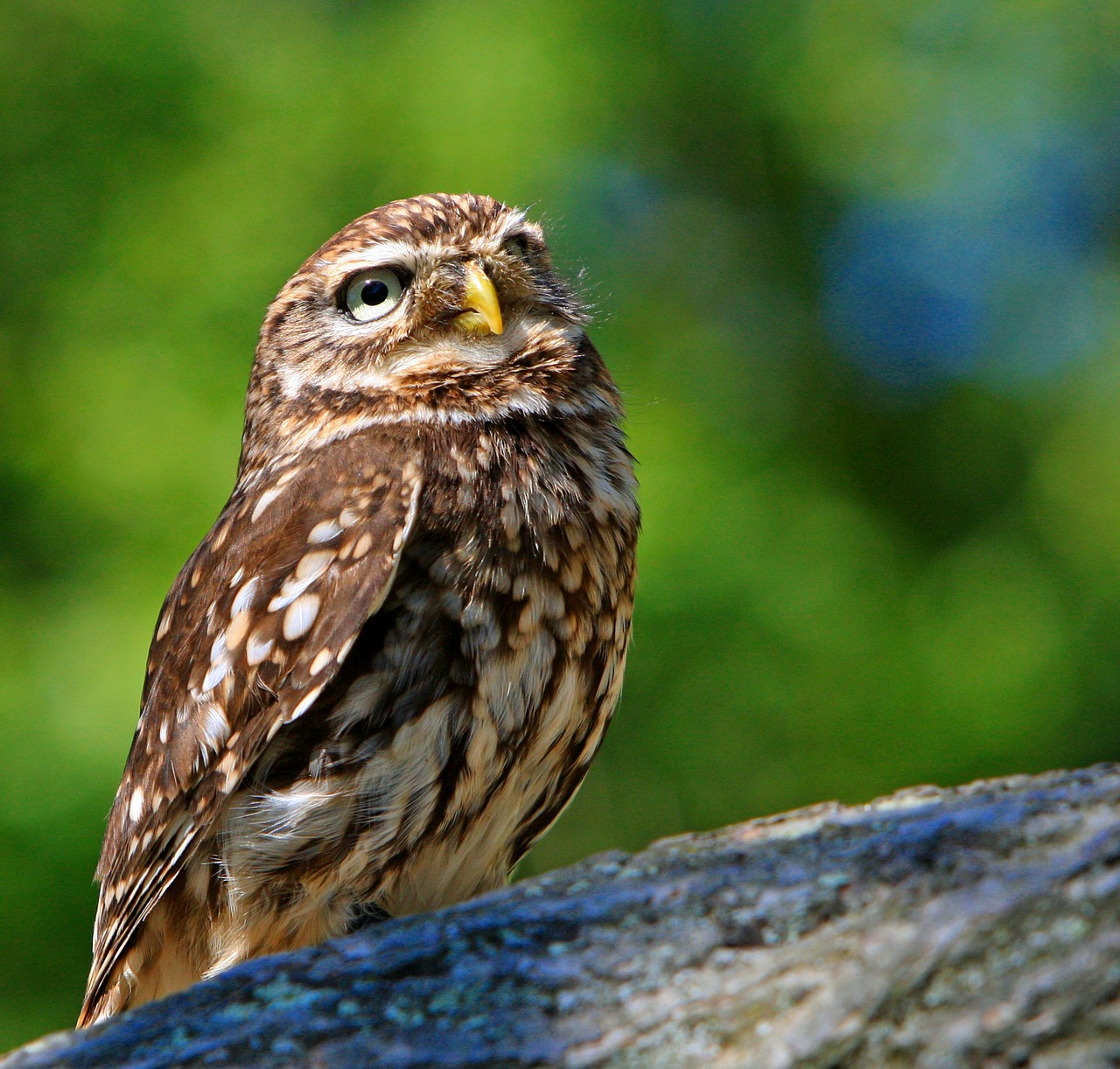 owl little owl bird free photo