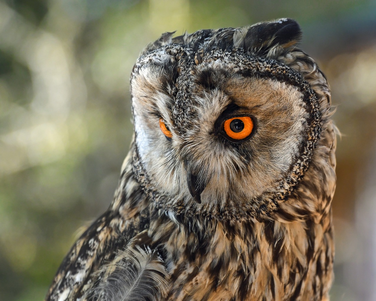 owl raptor nocturne free photo