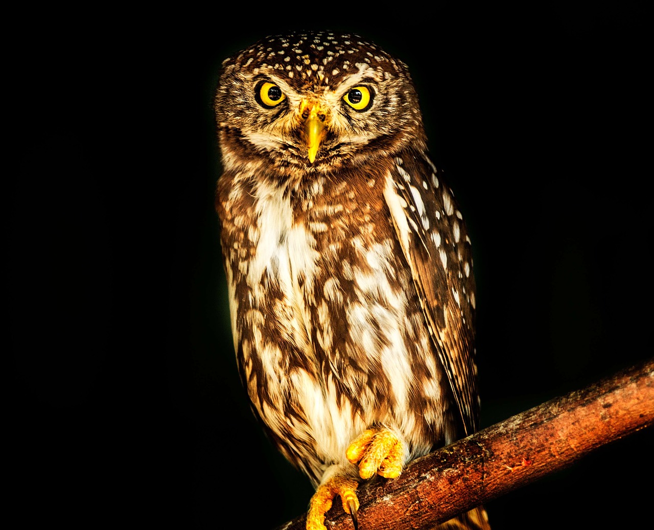 owl bird pearl spotted free photo