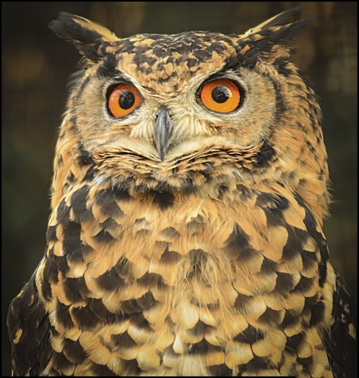 owl wise eyes free photo