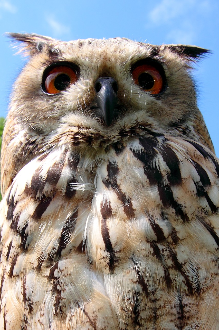 owl bird bird of prey free photo
