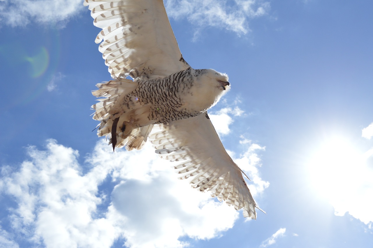 owl heaven fly free photo